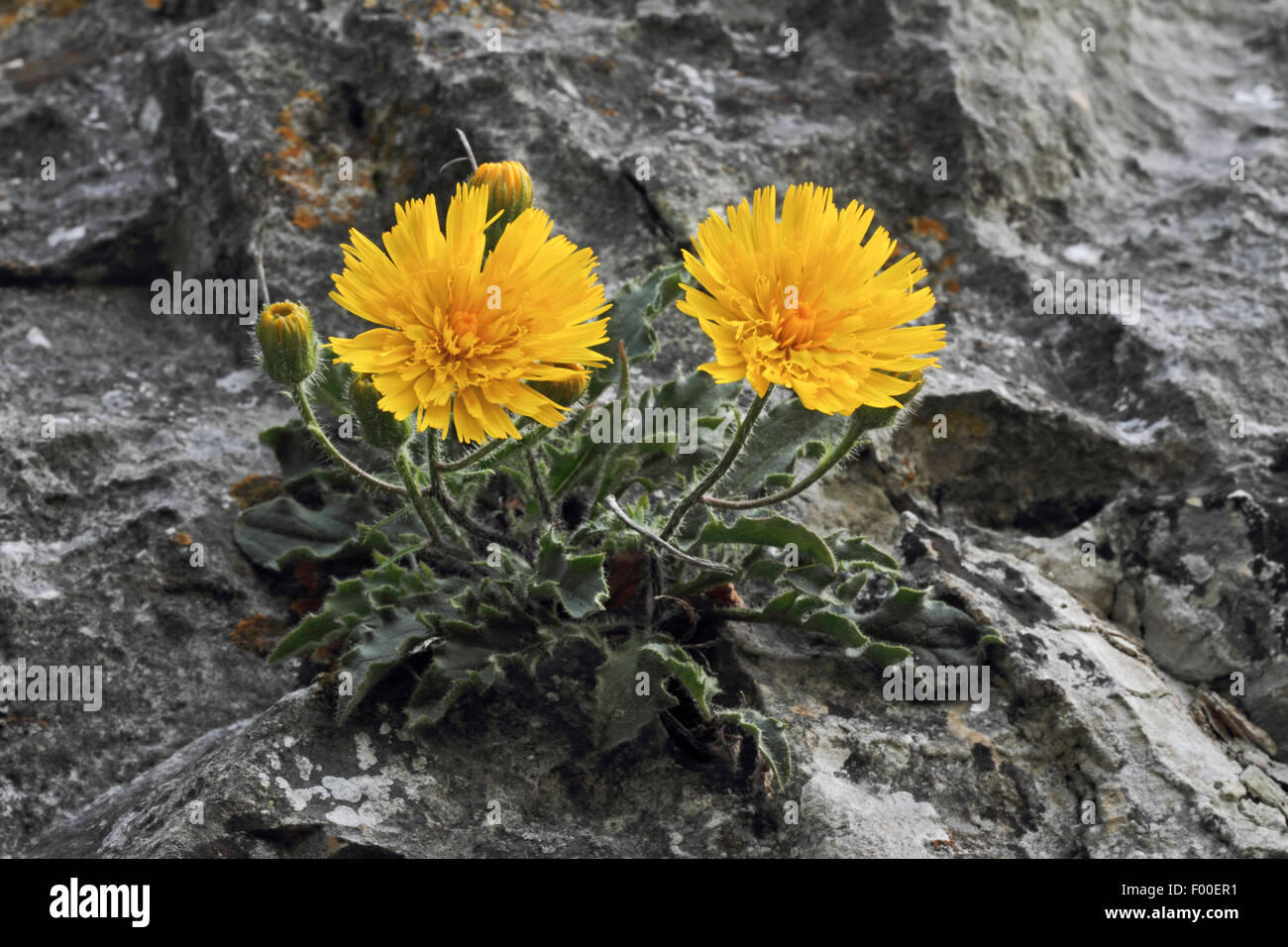 Dawarf hawkweed (Hieracium humile), blooming between rocks, Germany Stock Photo