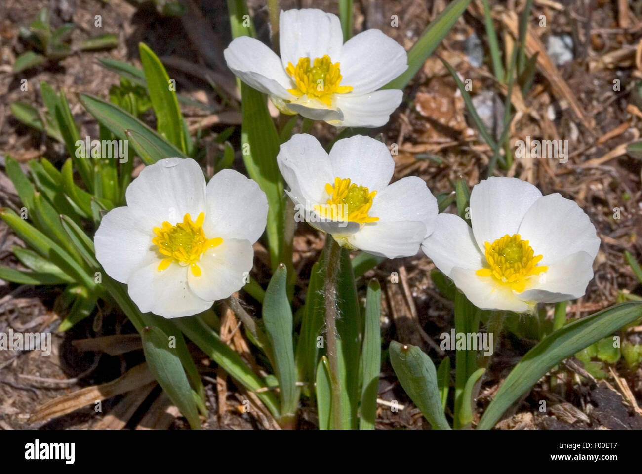 Pyrenean Buttercup (Ranunculus pyrenaeus, Ranunculus pyrenaicus), blooming, France Stock Photo