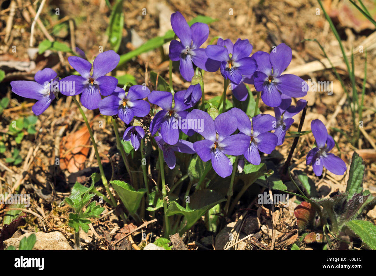 Hairy violet (Viola hirta), blooming, Germany Stock Photo