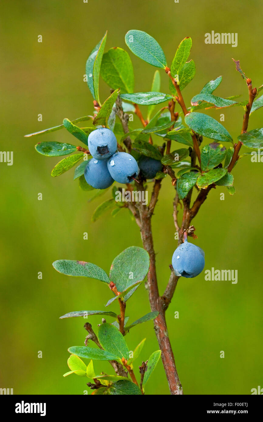 Alpine blueberry, bog blueberry, bog bilberry, northern bilberry, bog