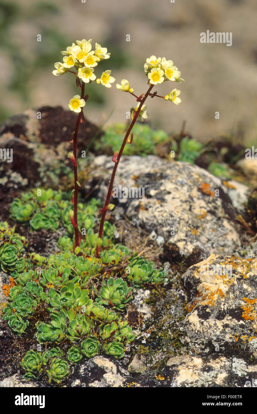 White mountain-saxifrage (Saxifraga paniculata), blooming on a rock, Germany Stock Photo