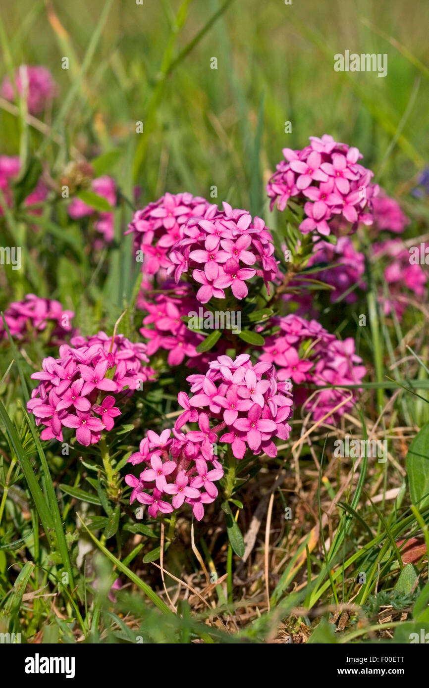 Garland Flower, Rose Daphne (Daphne cneorum), blooming, Germany Stock Photo