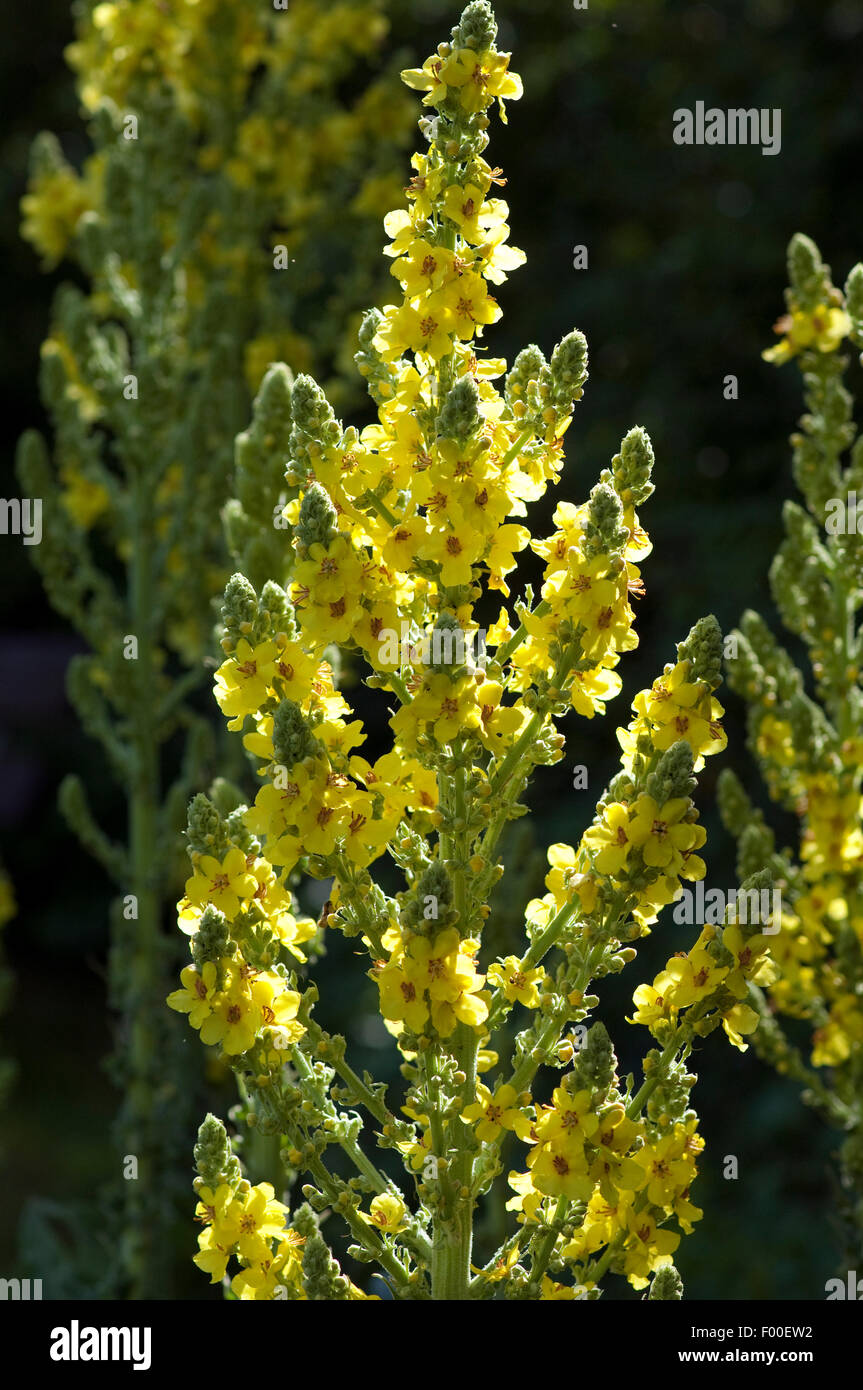 Grossbluetigen, Koenigskerze; Verbascum, densiflorum; heilpflanze Stock Photo