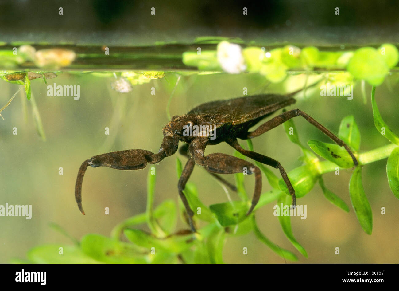 water scorpion (Nepa cinerea, Nepa rubra), lurking for prey under water, Germany Stock Photo