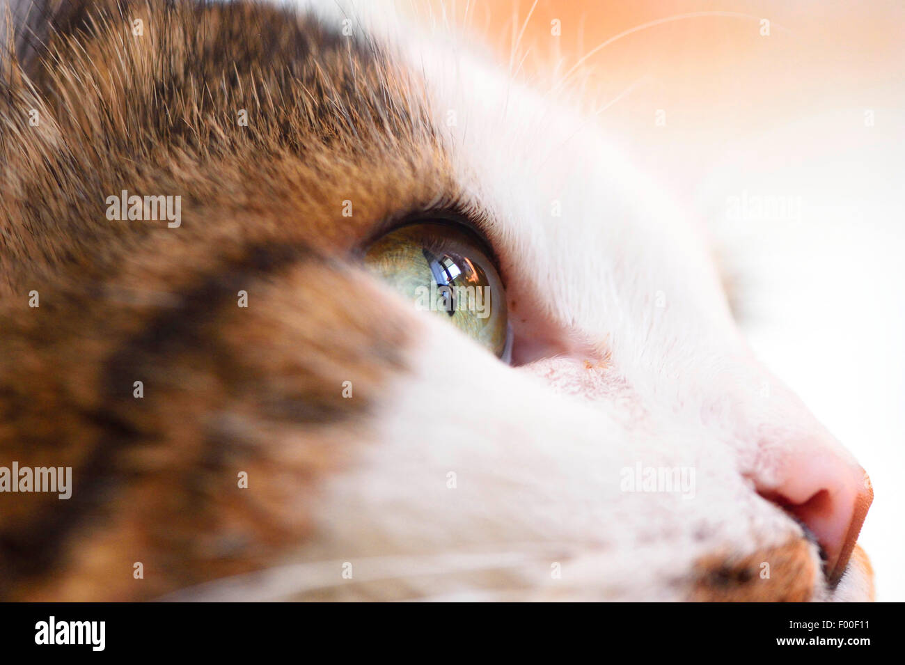 domestic cat, house cat (Felis silvestris f. catus), cat┤s eye, side view, Austria Stock Photo