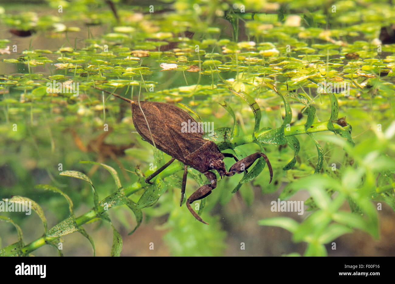 water scorpion (Nepa cinerea, Nepa rubra), on waterweed, Germany Stock Photo