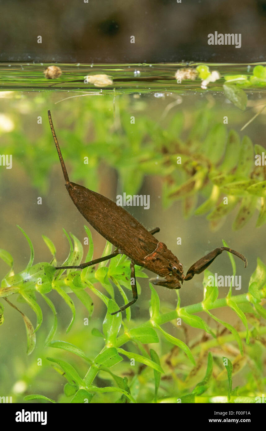 water scorpion (Nepa cinerea, Nepa rubra), on waterweed, Germany Stock Photo