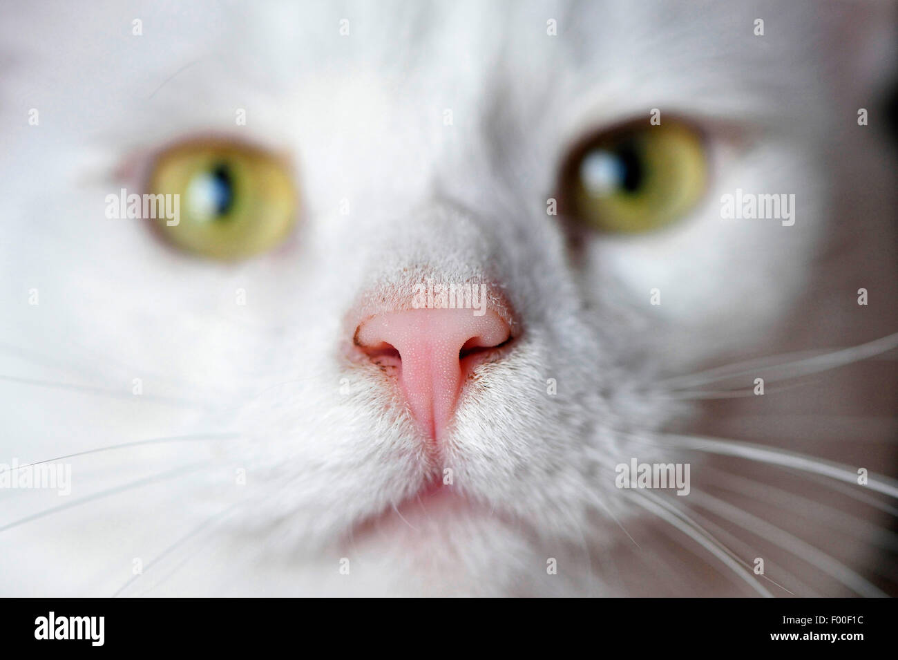 domestic cat, house cat (Felis silvestris f. catus), cat┤s nose, portrait, Austria Stock Photo