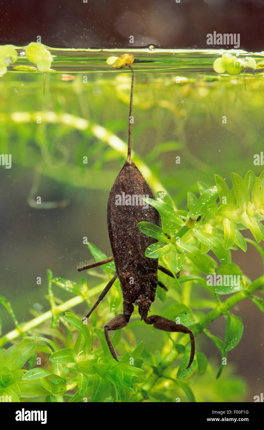 water scorpion (Nepa cinerea, Nepa rubra), on waterweed, Germany Stock Photo