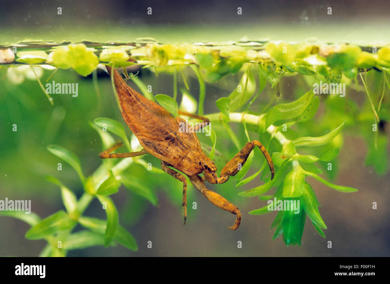 water scorpion (Nepa cinerea, Nepa rubra), larva under water, Germany Stock Photo