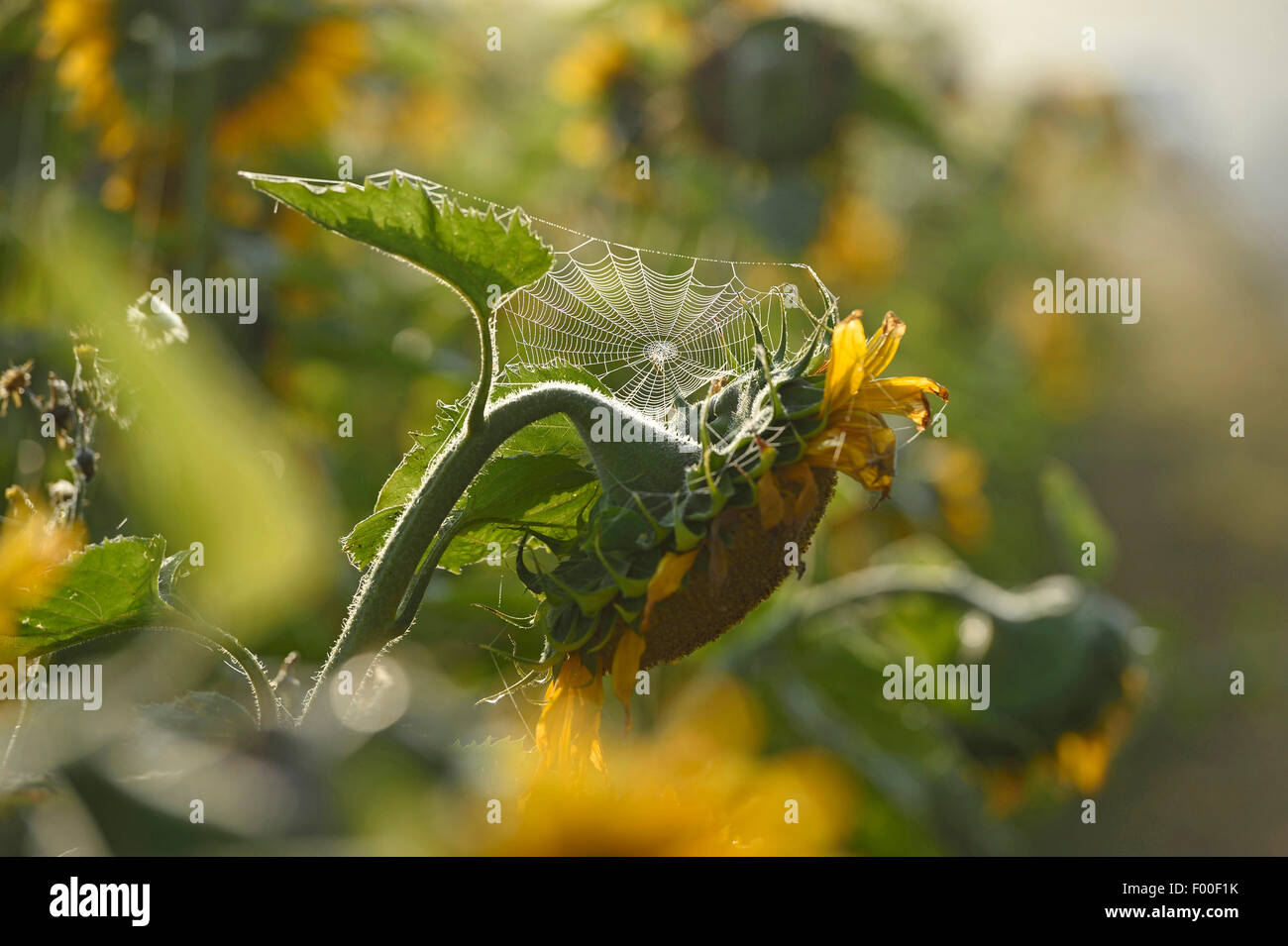 common sunflower (Helianthus annuus), with spiderweb, Germany, Bavaria Stock Photo