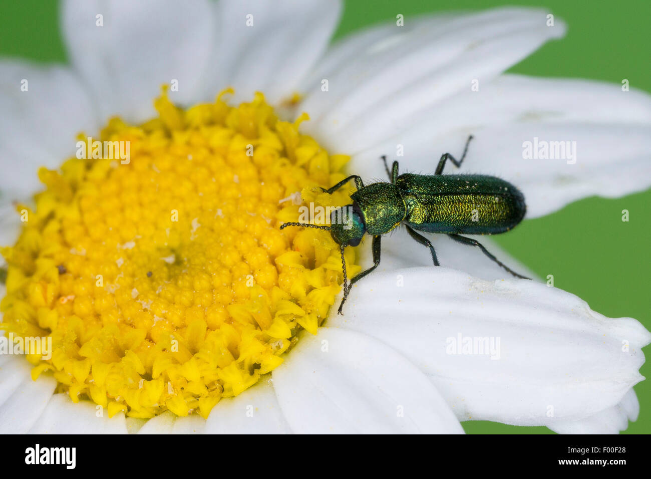 Soft-winged flower beetle (Psilothrix viridicoeruleus, Psilothrix viridicoerulea), on a white flower, Germany Stock Photo