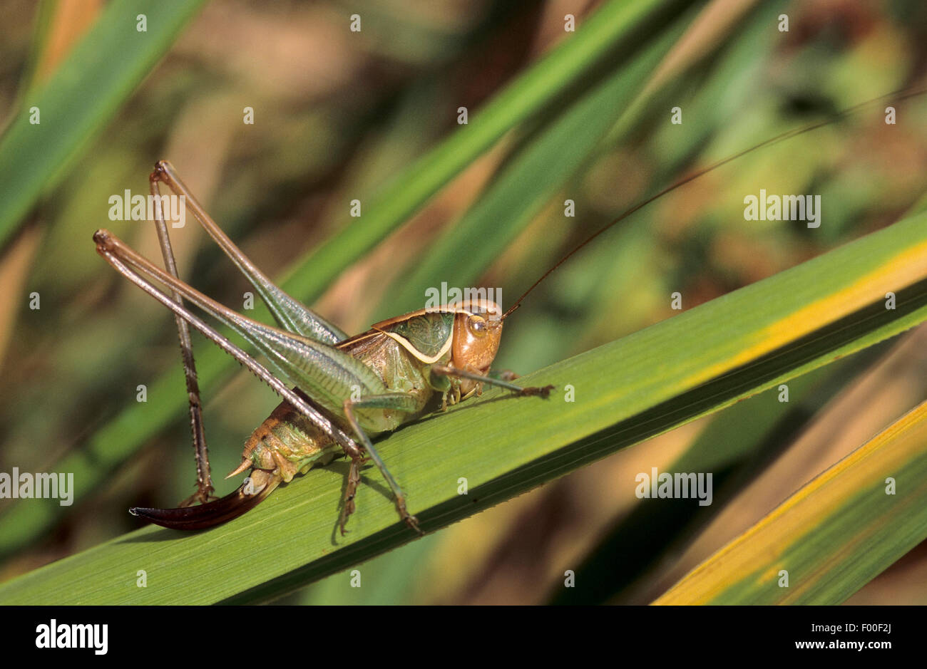 Sepia bushcricket, Sepia Bush-cricket, Sepia Bush cricket (Sepiana sepium, Platycleis sepium, Metrioptera sepium), female Stock Photo