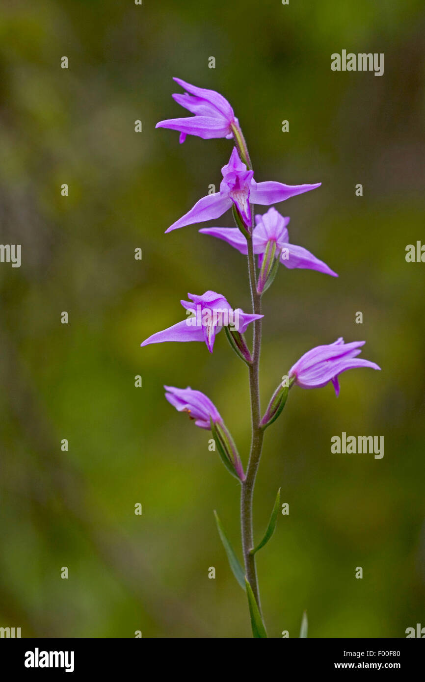 Red helleborine (Cephalanthera rubra), inflorescence, Germany Stock Photo