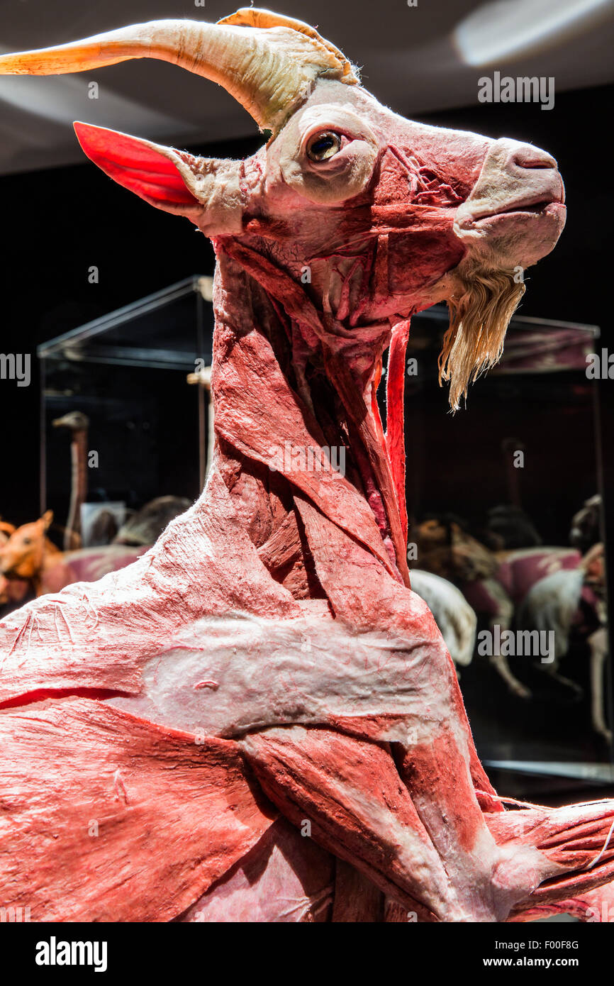 Canada,Ontario,Ottawa, Canadian Museum of Nature, Animal Inside Out exhibit Stock Photo
