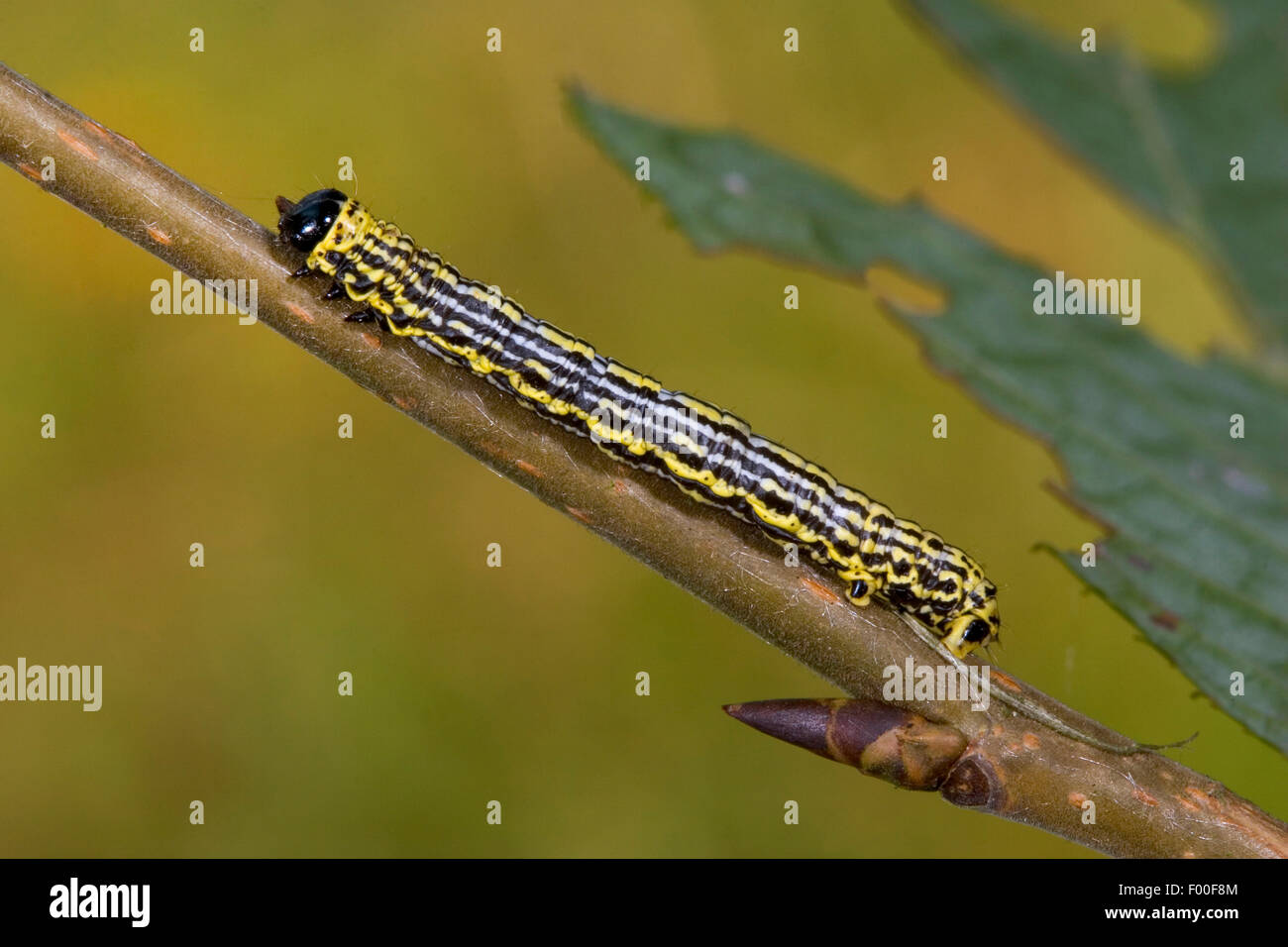 Clouded Magpie (Abraxas sylvata, Abraxas sylvatus Calospilos sylvata), caterpillar on a twig, Germany Stock Photo