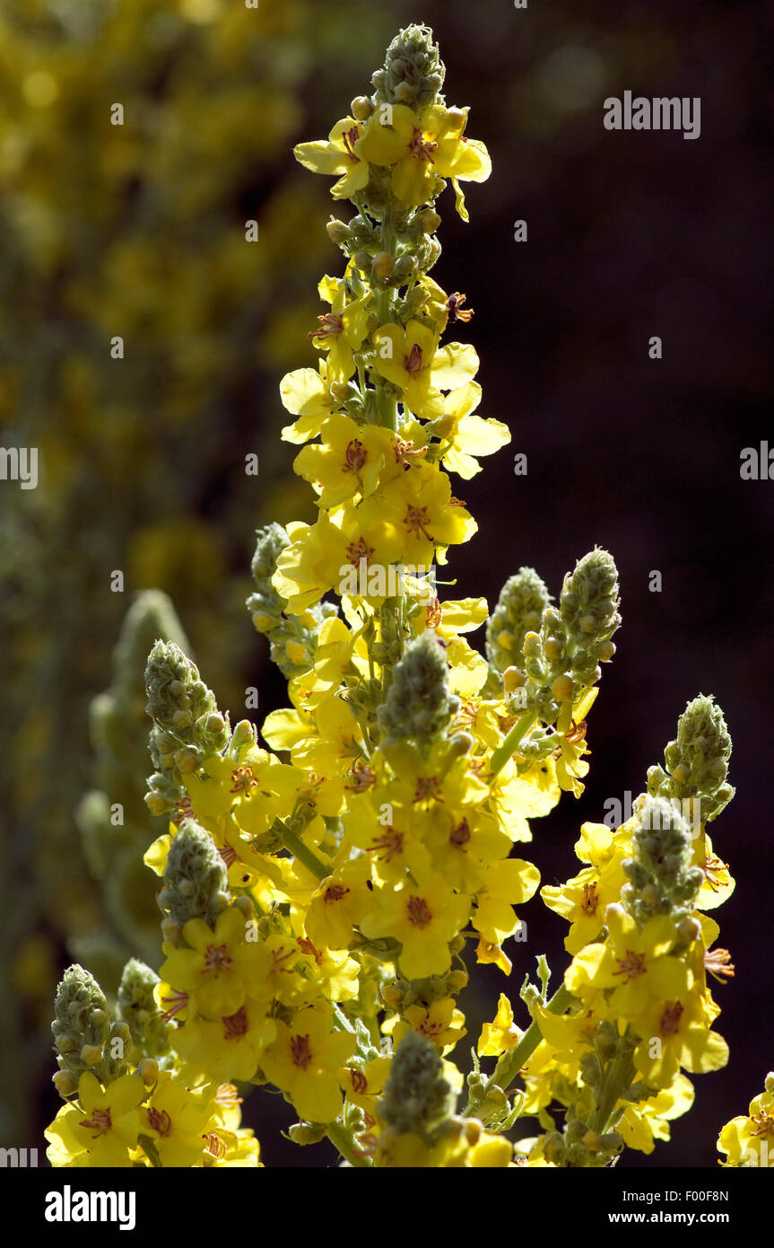 Grossbluetigen, Koenigskerze; Verbascum, densiflorum; heilpflanze Stock Photo