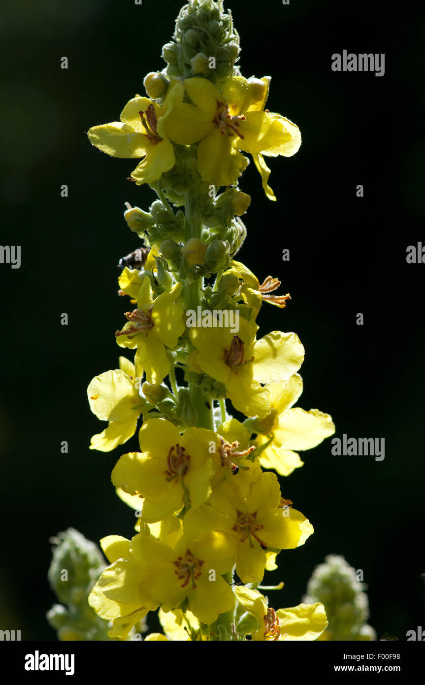 Grossbluetigen, Koenigskerze; Verbascum, densiflorum; heilpflanze Stock Photo