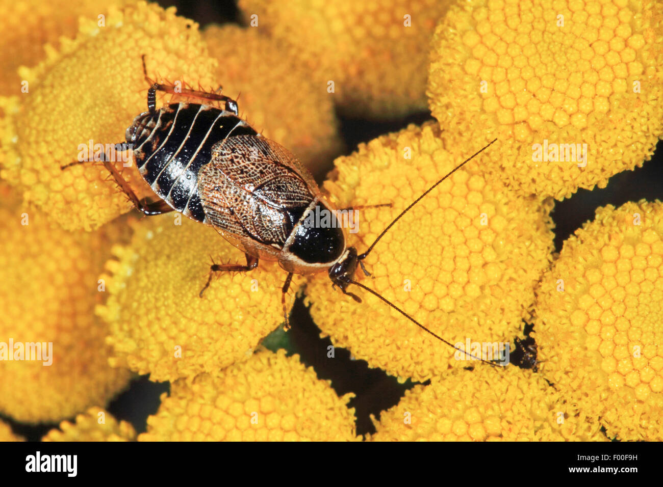 Poda's cockroach (Ectobius sylvestris, Ectobius silvestris), on yellow flowers, Germany Stock Photo
