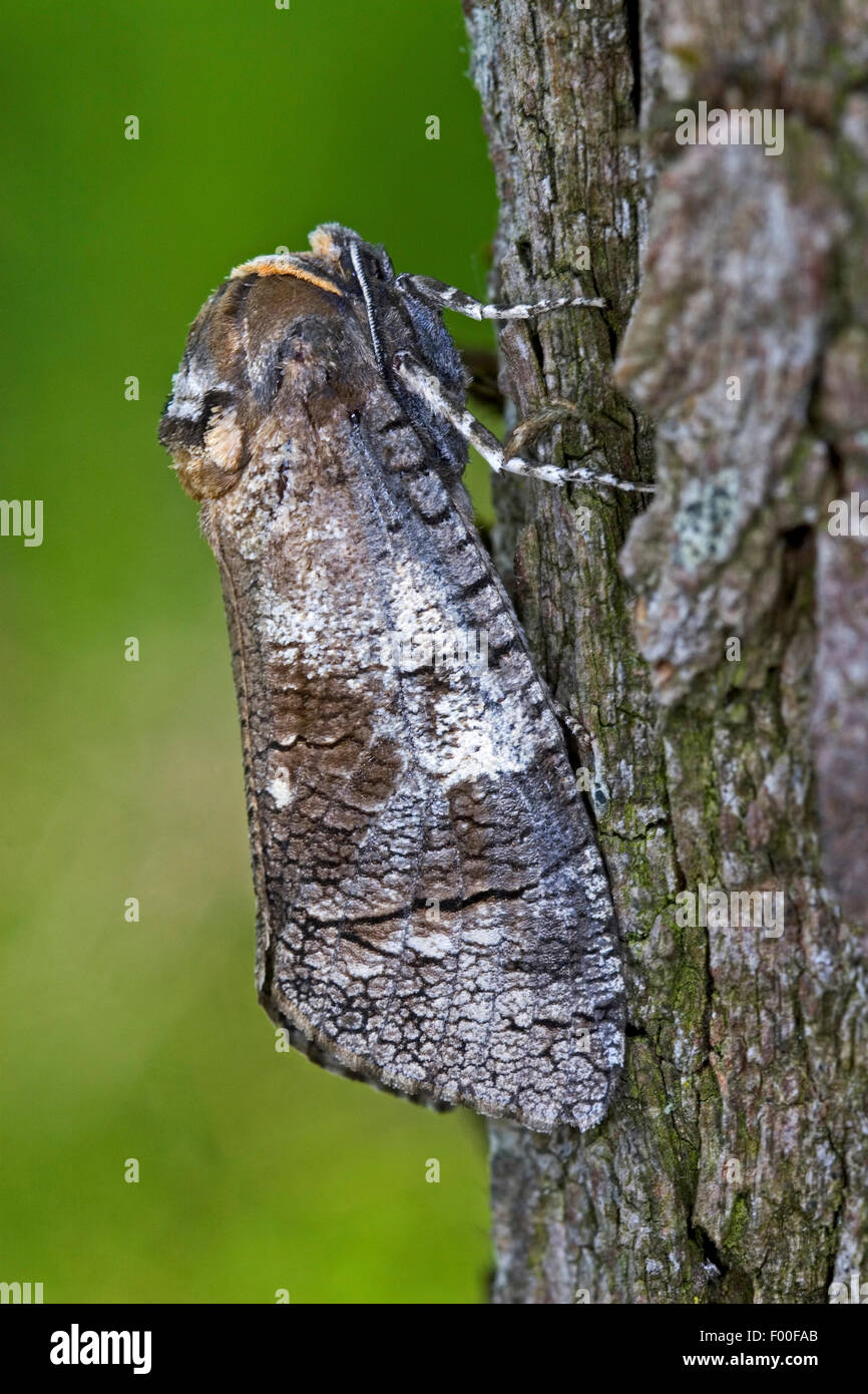 Camouflaged insect hi-res stock photography and images - Alamy