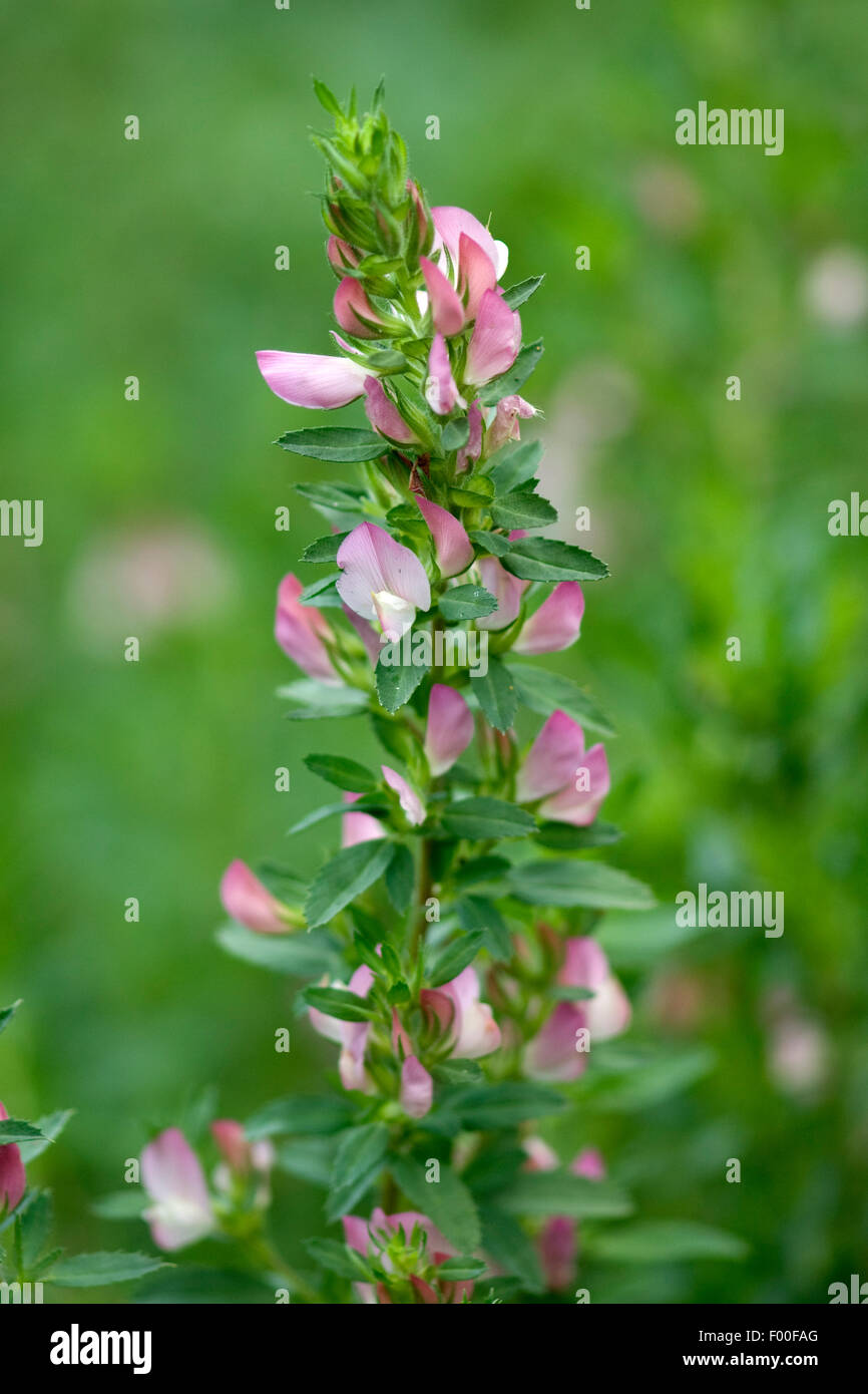 Hauhechel; Dorniger; Ononis, spinosa; heilpflanze Stock Photo