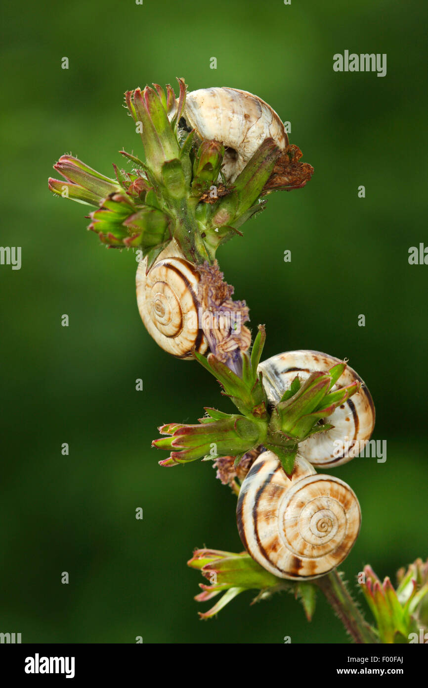 Helicella hires stock photography and images Alamy