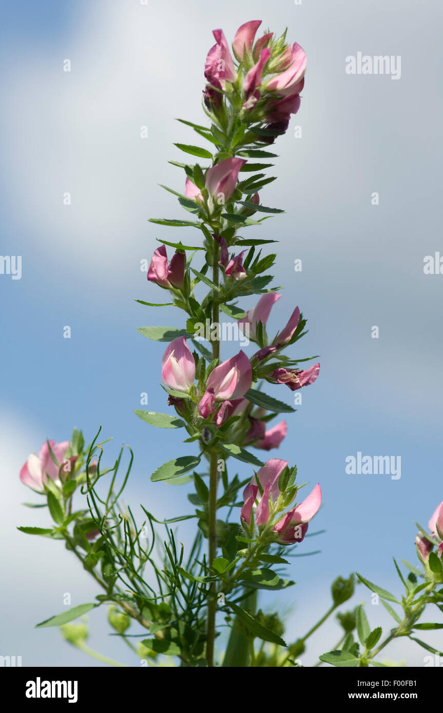 Hauhechel; Dorniger; Ononis, spinosa; heilpflanze Stock Photo