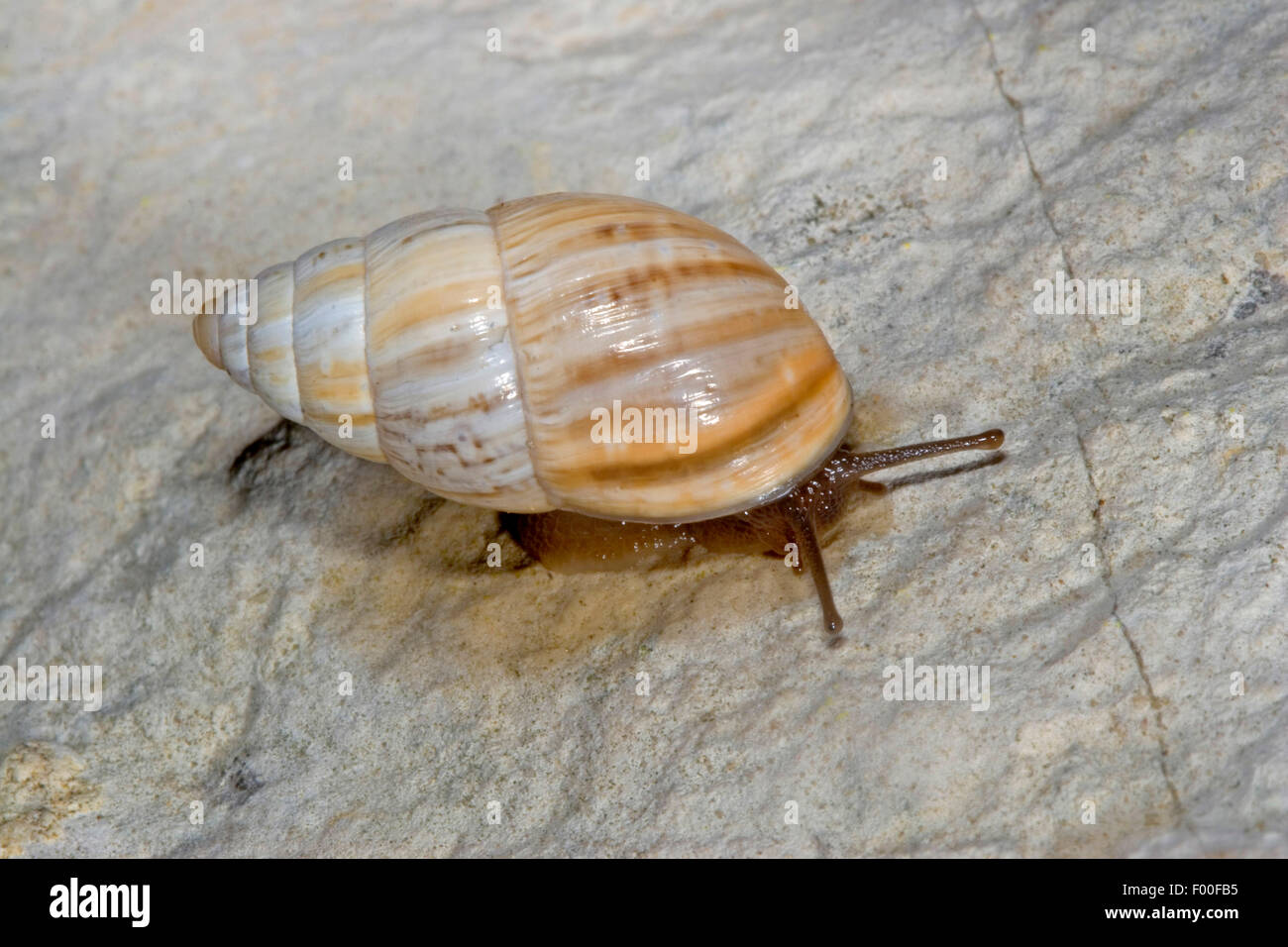 Large Bulin, Zebra Snail, Bulin Snail (Zebrina detrita), on a stone, Germany Stock Photo