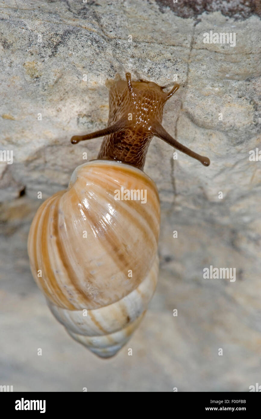 Large Bulin, Zebra Snail, Bulin Snail (Zebrina detrita), on a stone, Germany Stock Photo