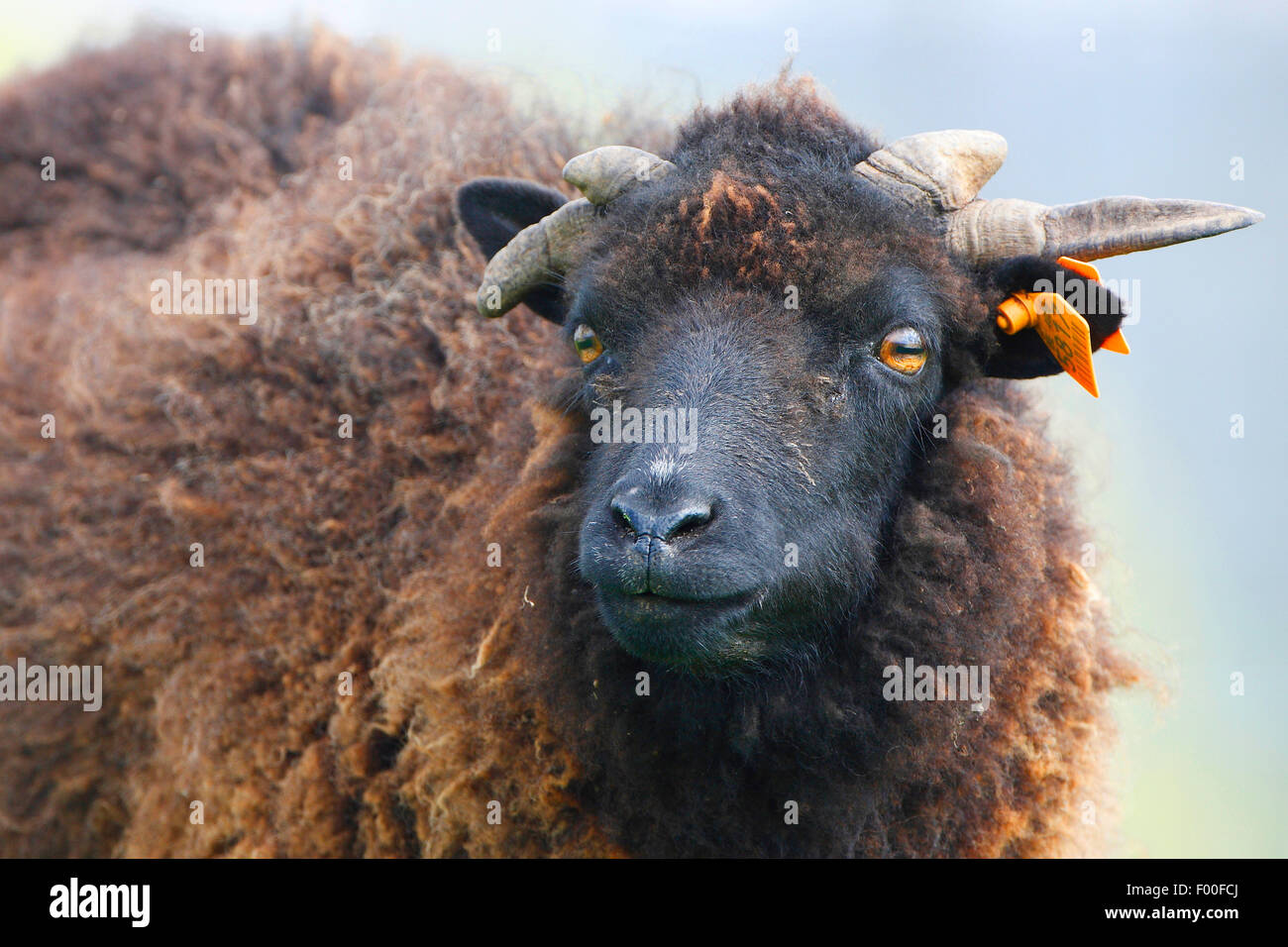 Hebridean sheep; Saint-Kilda sheep (Ovis ammon f. aries), portrait, Netherlands Stock Photo