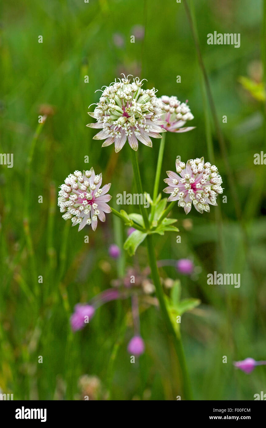 Great masterwort (Astrantia major, Astrantia biebersteinii, Astrantia carinthiaca), blooming, Germany Stock Photo