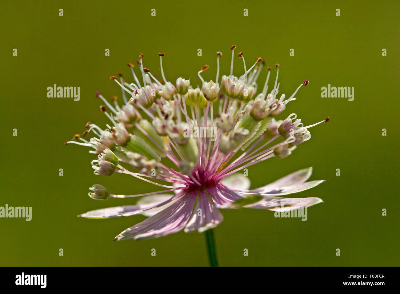 Great masterwort (Astrantia major, Astrantia biebersteinii, Astrantia carinthiaca), inflorescence, Germany Stock Photo