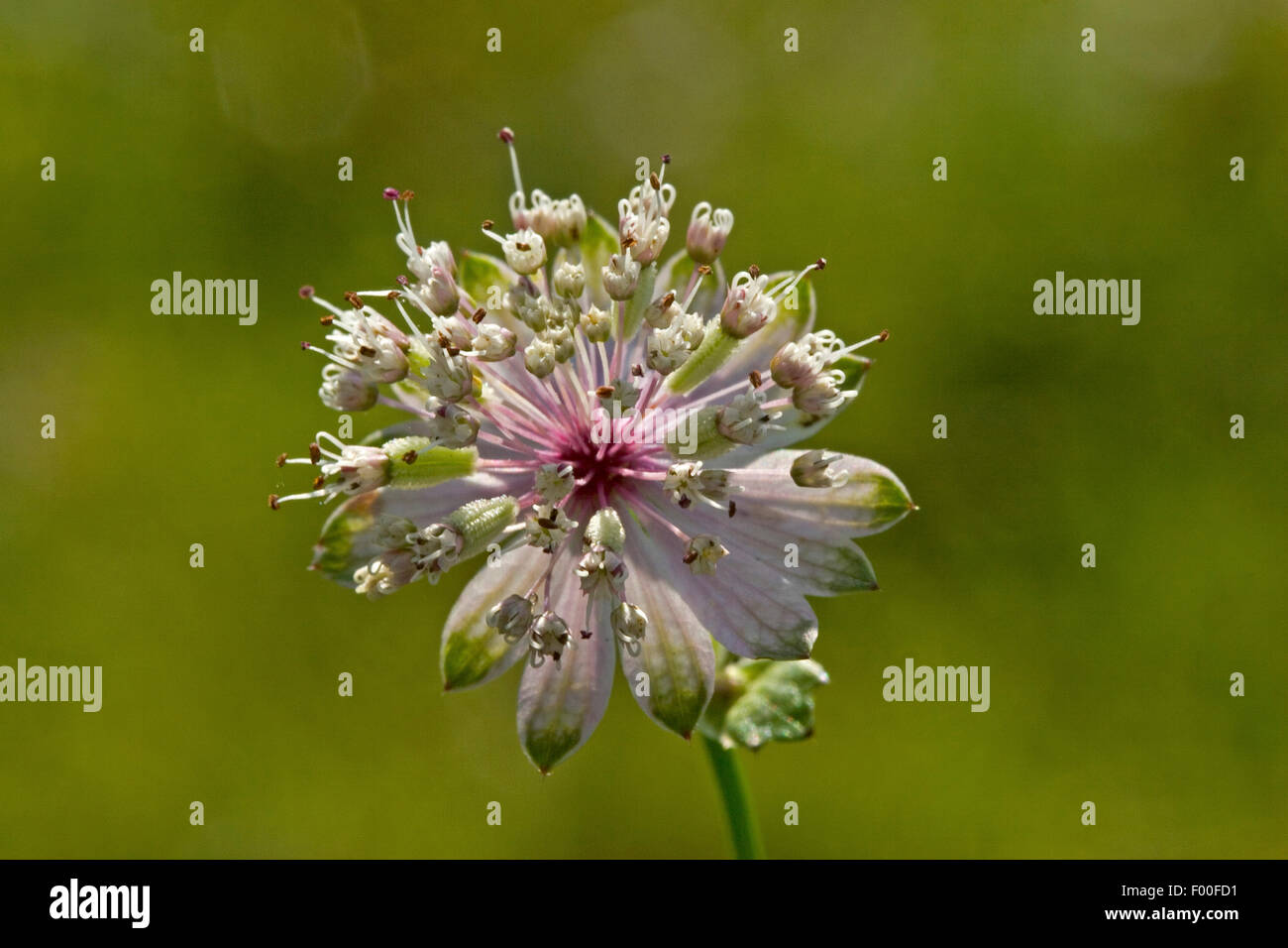 Great masterwort (Astrantia major, Astrantia biebersteinii, Astrantia carinthiaca), inflorescence, Germany Stock Photo