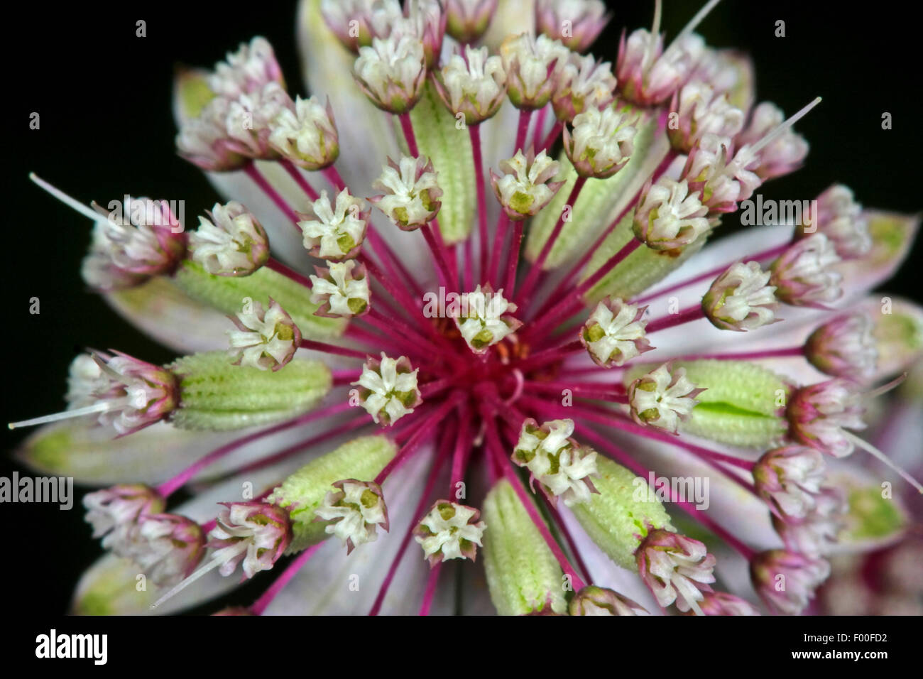 Great masterwort (Astrantia major, Astrantia biebersteinii, Astrantia carinthiaca), flowers, Germany Stock Photo