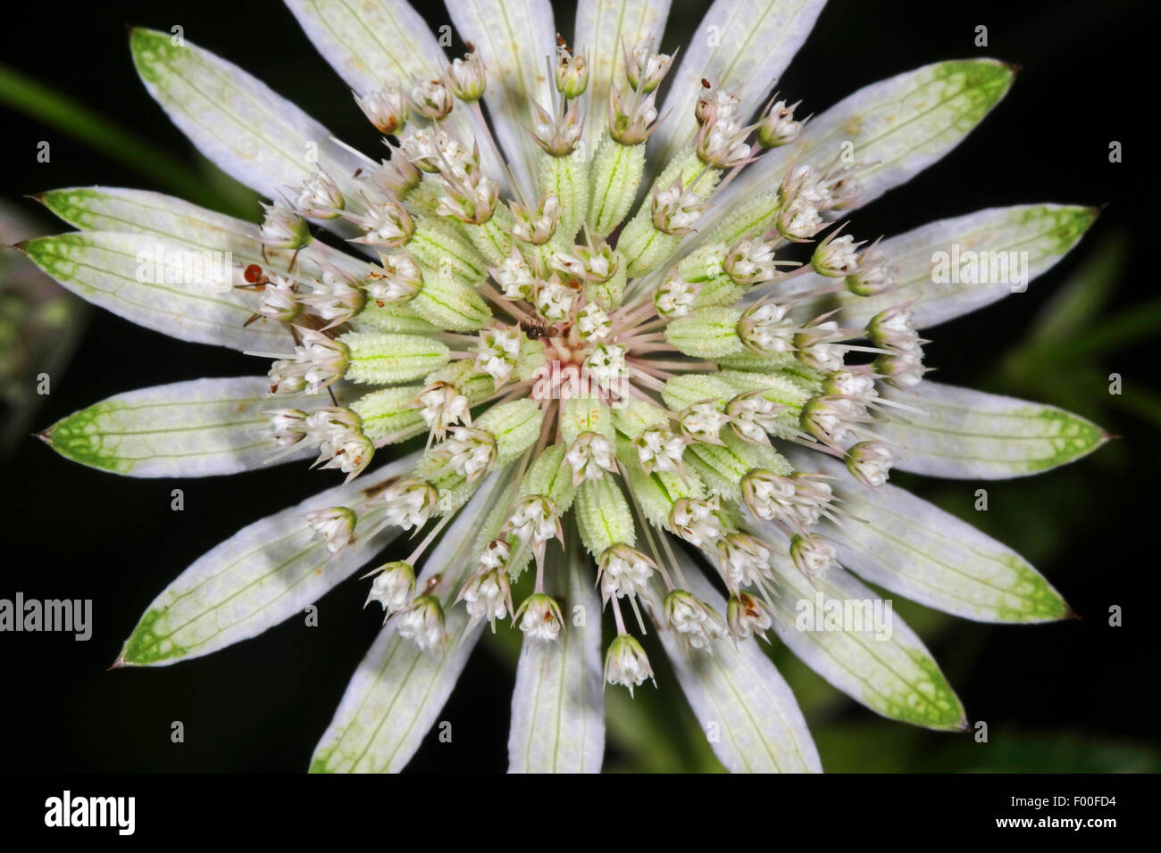 Great masterwort (Astrantia major, Astrantia biebersteinii, Astrantia carinthiaca), flowers, Germany Stock Photo