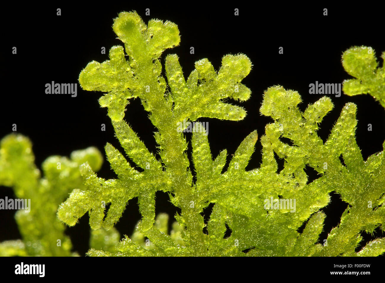 Handsome Woollywort, Liverwort (Trichocolea tomentella), in front of black background, Germany Stock Photo