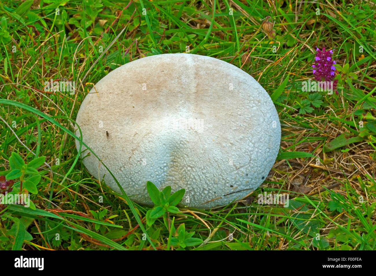 Mosaic puffball, Carved Puffball (Calvatia utriformis, Calvatia caelata ...