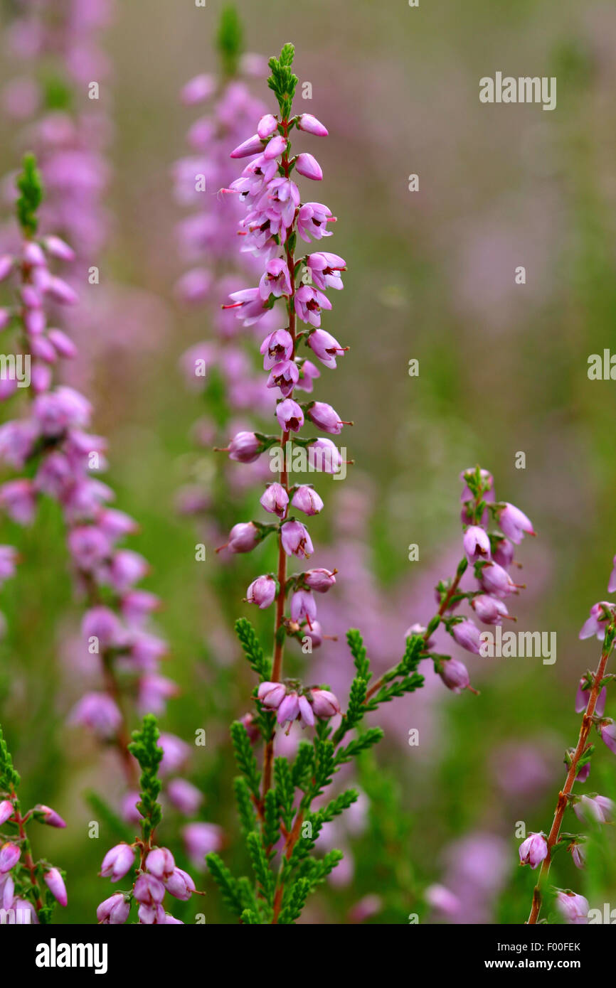 Common Heather, Ling, Heather (Calluna vulgaris), blooming branches, Germany Stock Photo