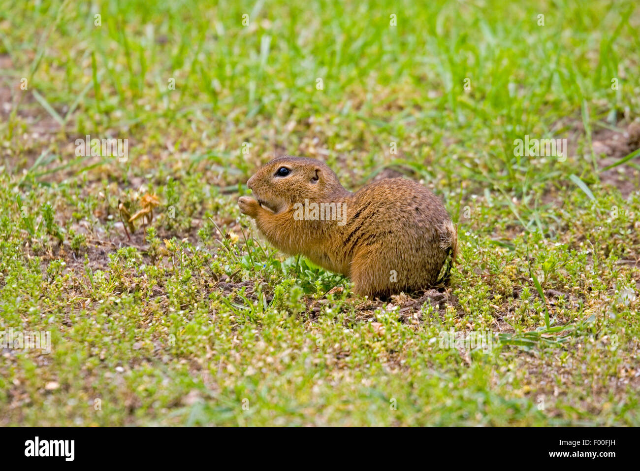 European ground squirrel, European suslik, European souslik (Citellus citellus, Spermophilus citellus), on the feed, Germany Stock Photo
