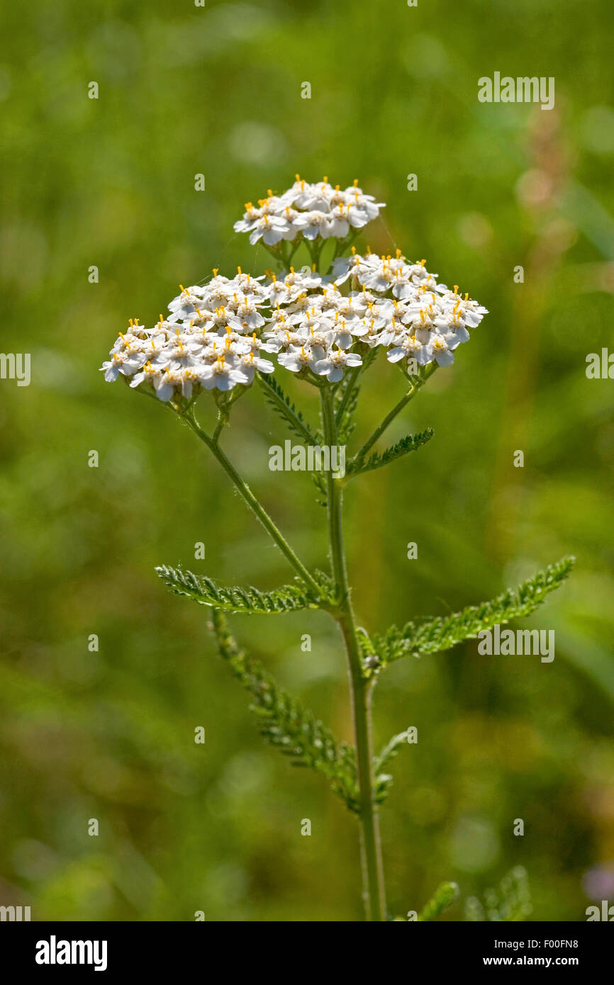 Achillea High Resolution Stock Photography and Images - Alamy