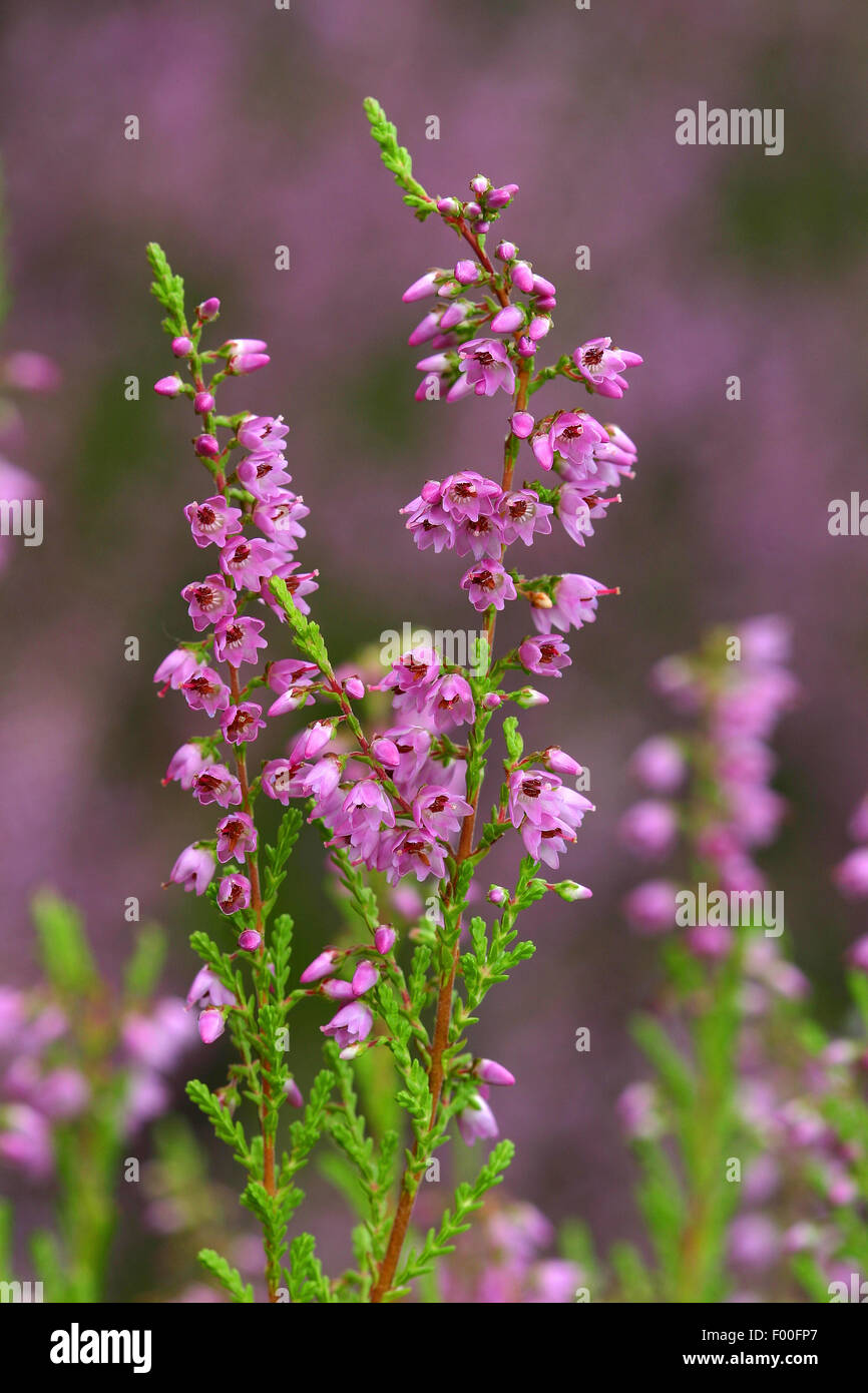 Common Heather, Ling, Heather (Calluna vulgaris), blooming branches, Germany Stock Photo