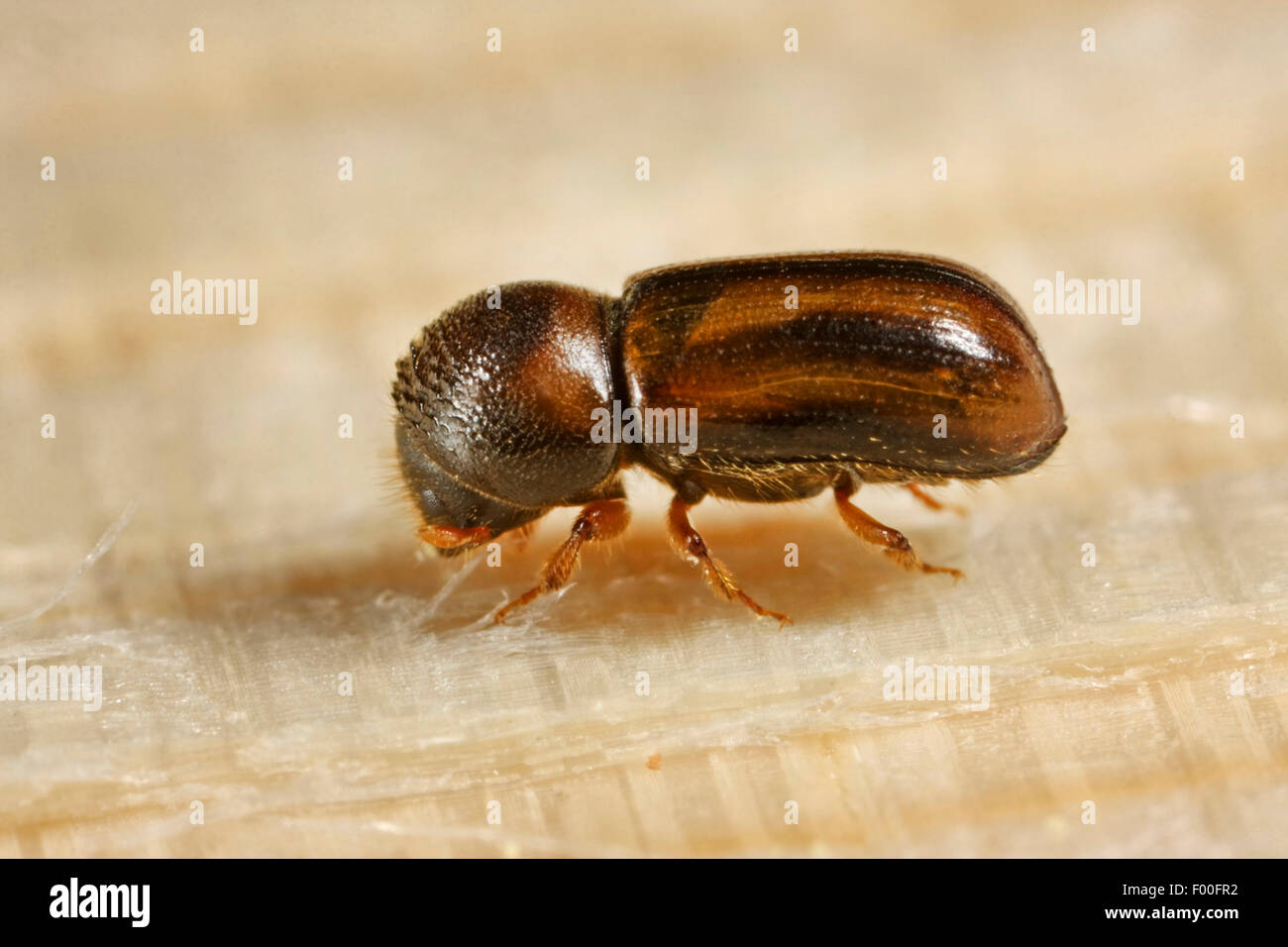 Striped ambrosia beetle, Spruce timber beetle, Bark beetle (Trypodendron lineatum, Xyleborus lineatus, Xyloterus lineatus), on wood, Germany Stock Photo