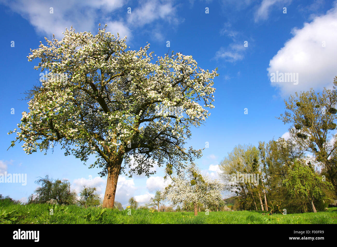 apple tree (Malus domestica), Flowering fruit tree orchard, Belgium, Haspengouw Stock Photo