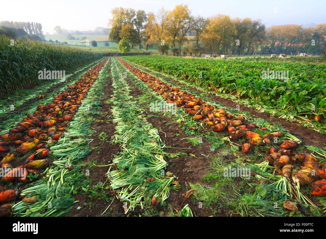 root beet (Beta vulgaris), Field with beets, Belgium, Ardennes Stock Photo