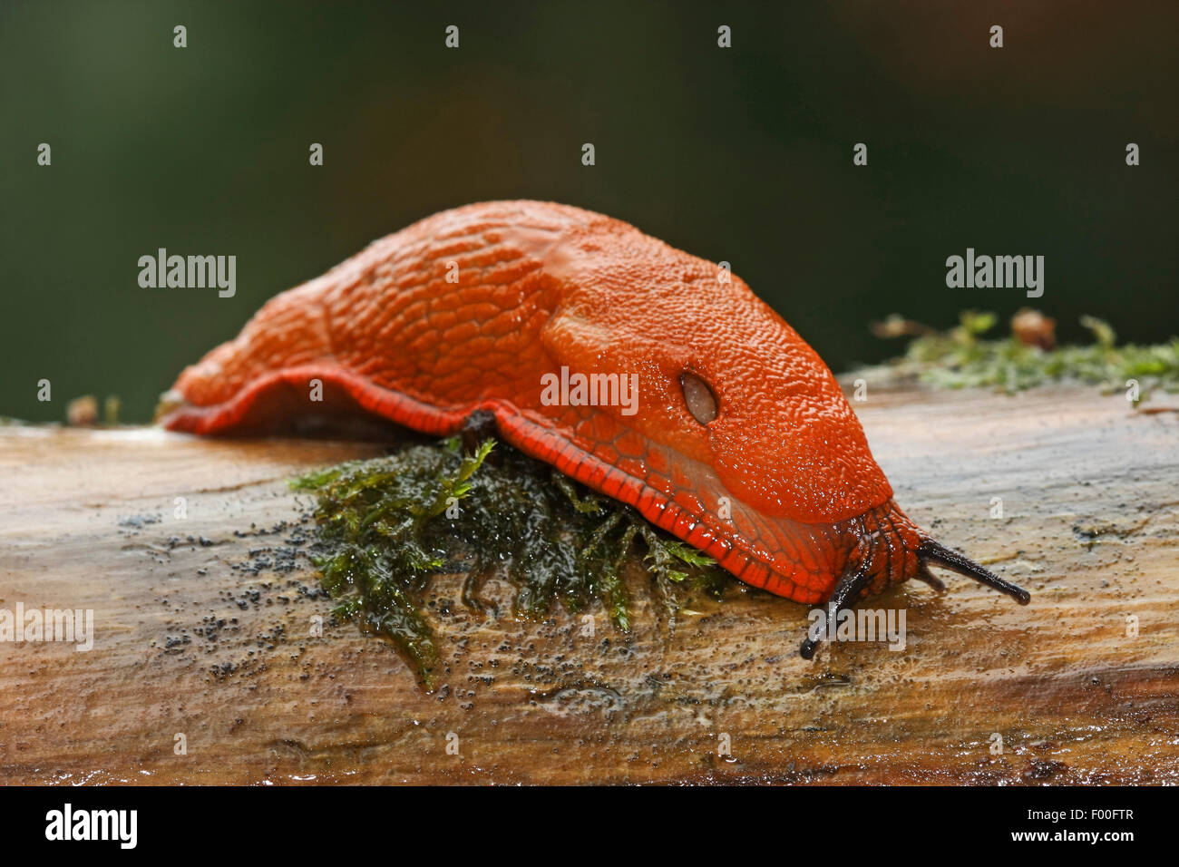 Large red slug, Greater red slug, Chocolate arion (Arion rufus, Arion ater, Arion ater ssp. rufus), creeping on a branch, Germany Stock Photo