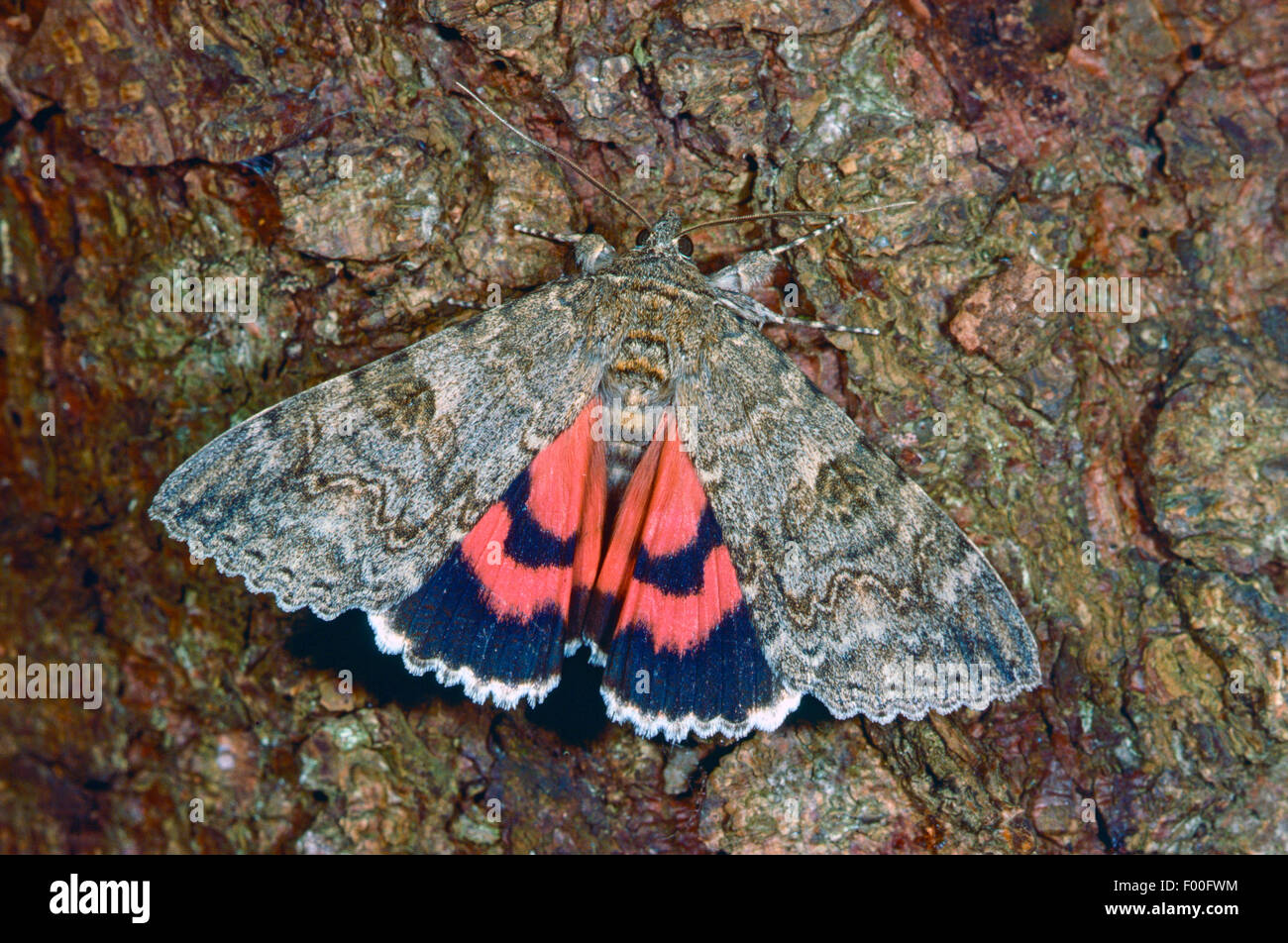 Red Underwing, Red Underwing Moth (Catocala nupta, Phalaena nupta), butterfly of the year 2015, Germany Stock Photo