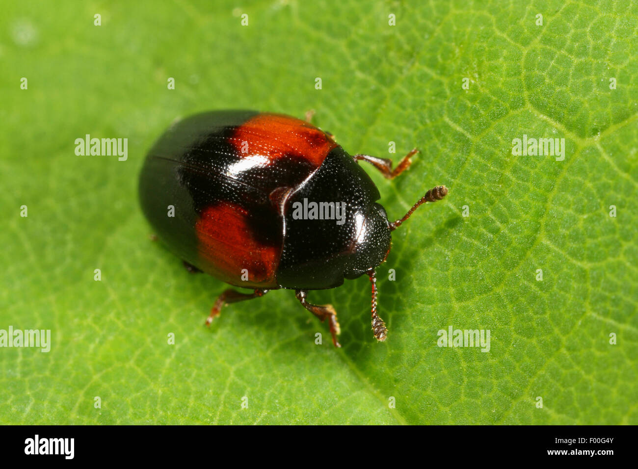 Erotylid beetle (Tritoma bipustulata), on a leaf, Germany Stock Photo