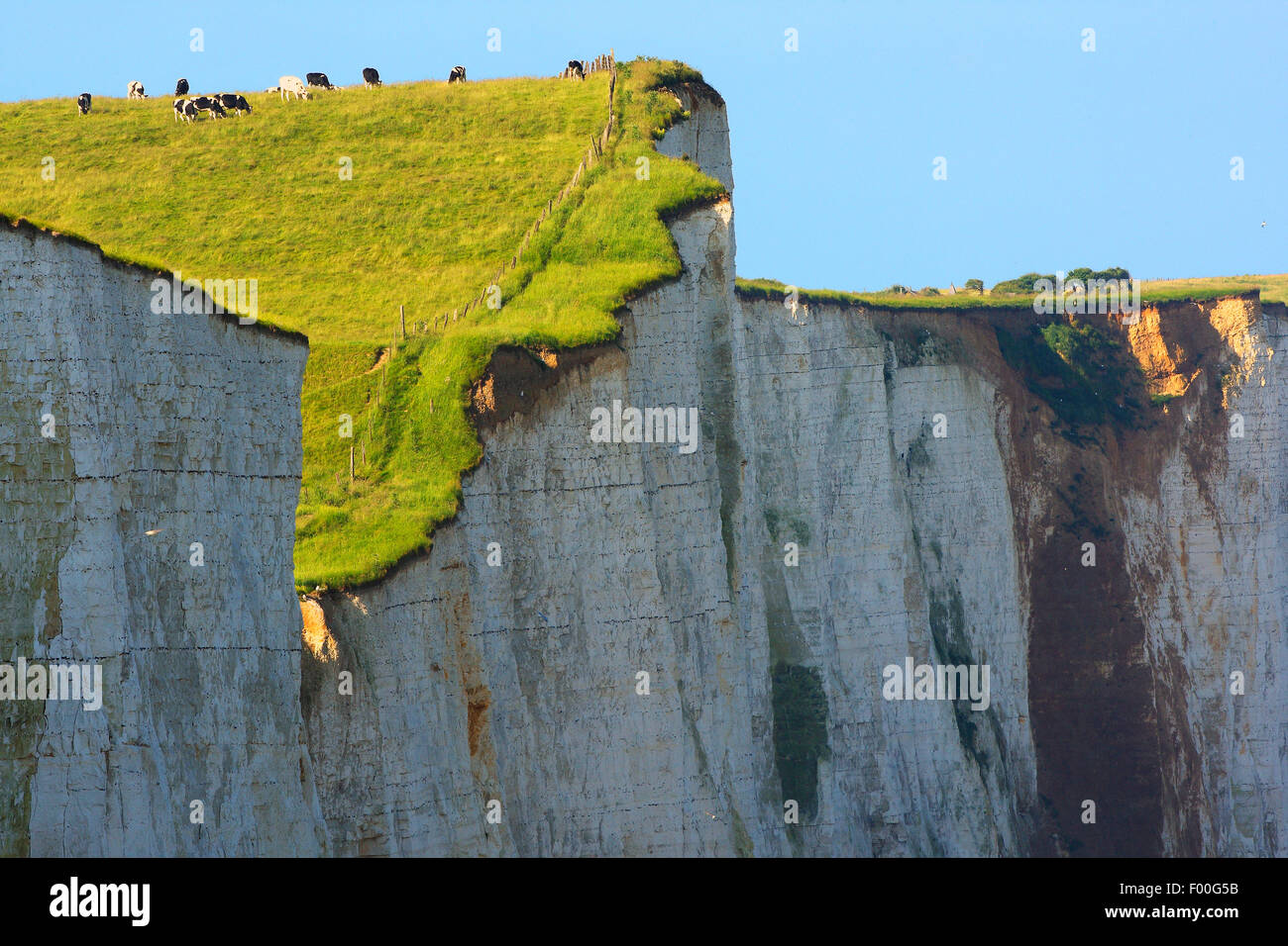 cows grazing on white cliffs in Ault, Bay of the Somme, France Stock Photo