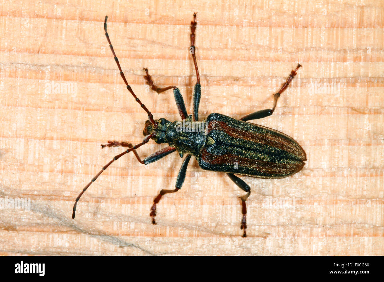 Longicorn beetle (Oxymirus cursor, Toxotus cursor), on wood, Germany Stock Photo