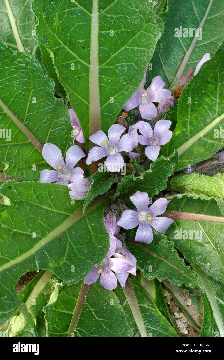 Autumn mandrake (Mandragora autumnalis), blooming Stock Photo